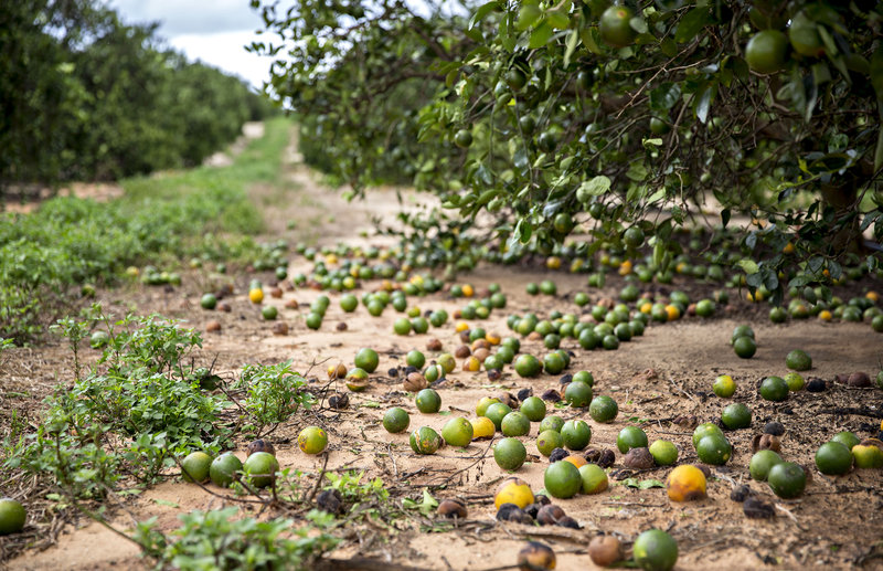 Foto de plantação em fazenda da costa oeste FOTO GETTY IMAGES