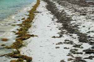 Bolha de algas marinhas com o dobro da largura dos EUA se dirige à Flórida