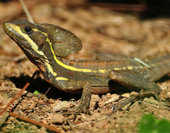 Brown Basilisk são originárias das regiões costeiras que vão do México ao Panamá (foto: Wikimedia)