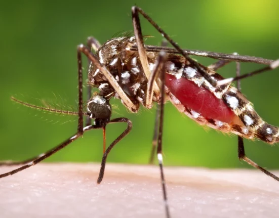 Surto de casos de Oropuches em Cuba alerta especialistas da OMS e da CDC sobre possível epidemia (Foto: Rawpixel)