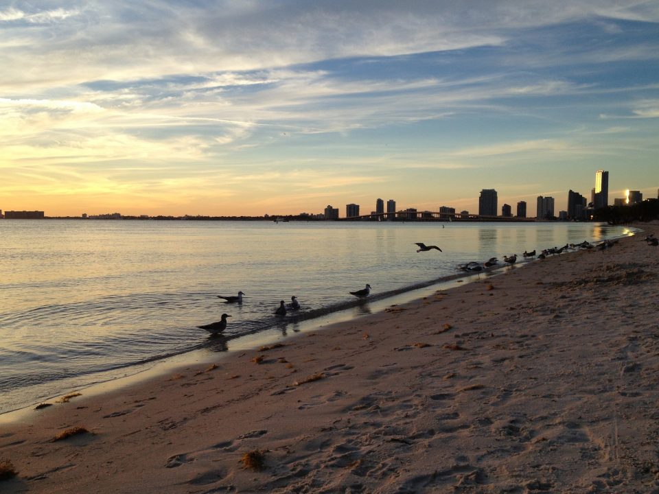 A polícia de Key Biscayne cobriu os restos mortais com uma lona azul e isolou uma parte da praia com fita amarela de cena de crime (Foto: wsvn.com)