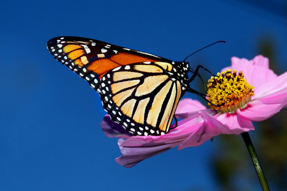 O U.S. Fish and Wildlife Service diz que há mais de 99% de chance de extinção da população migratória ocidental da borboleta monarca até 2080 (Foto: Bernard Spragg/Flickr)