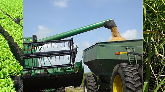 Estudos concluíram que 47% do trabalho agrícola da Flórida não é documentado (Foto: Palm Beach County)