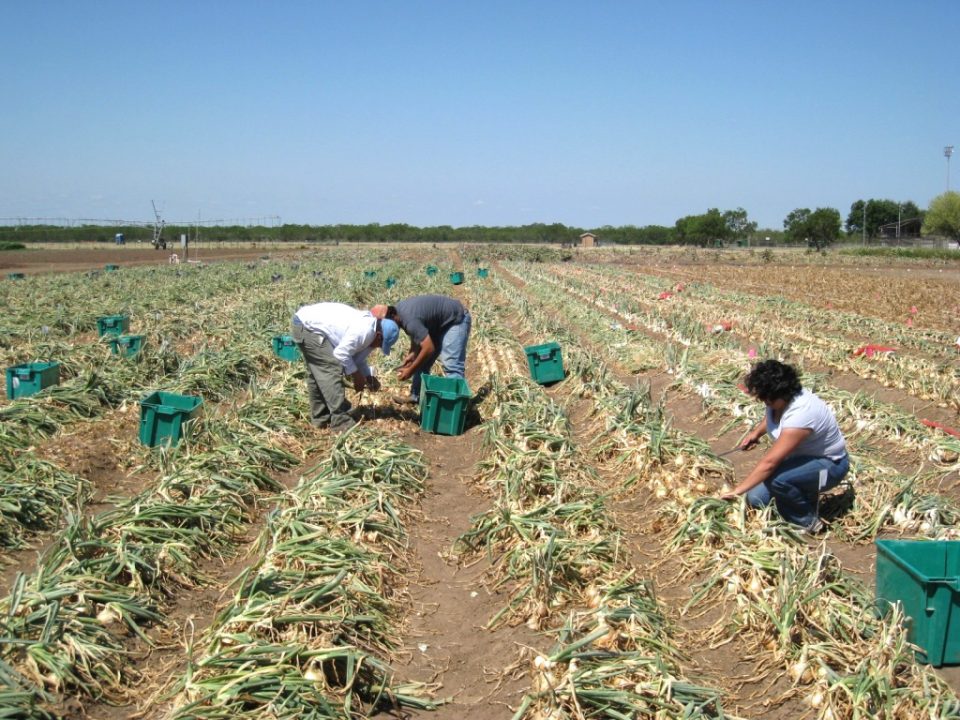 Setor agrícola pressiona por medidas que garantam mão de obra diante da repressão imigratória (Foto: Flickr)